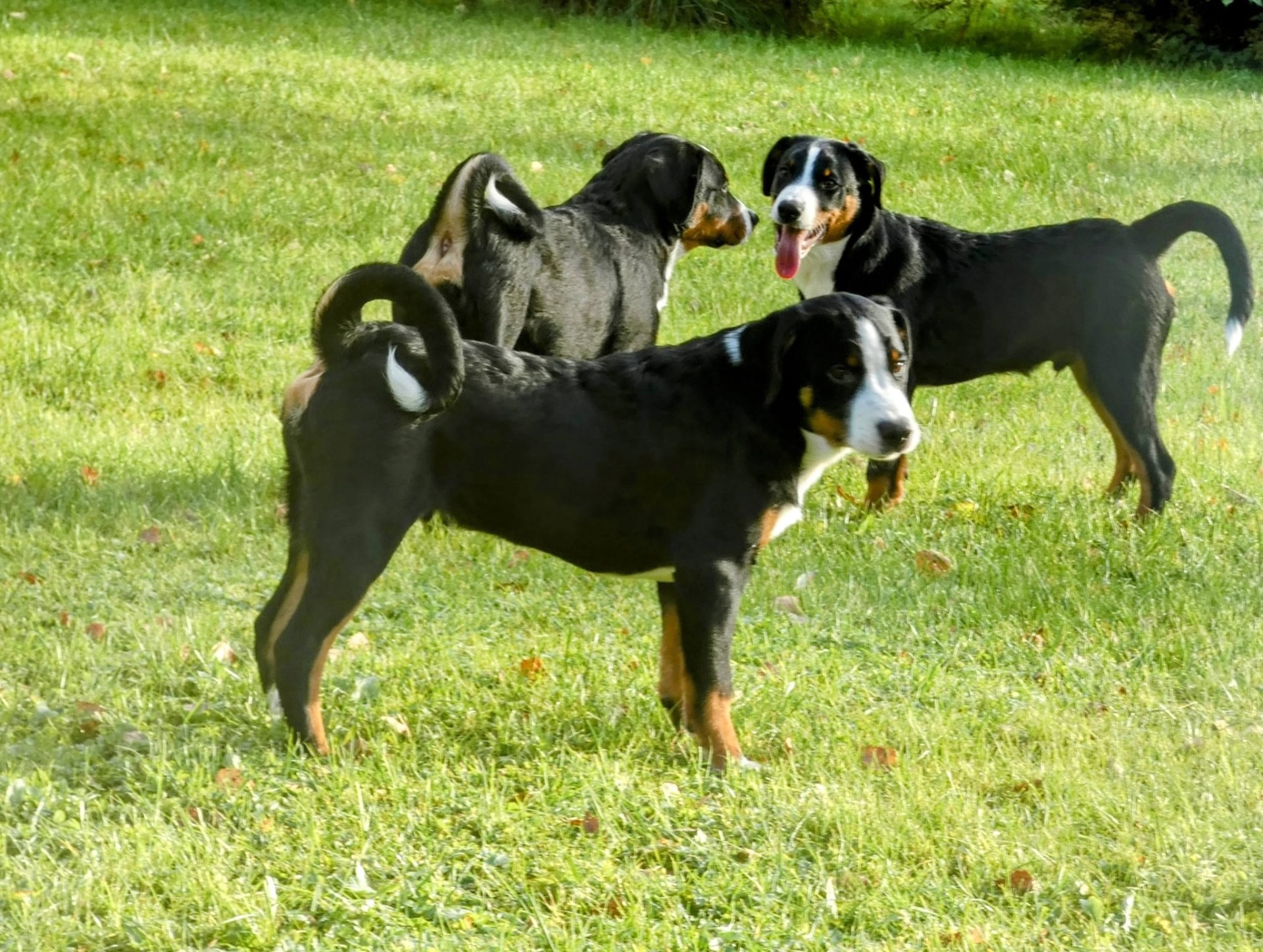 Elvis, Pate ja Muppe