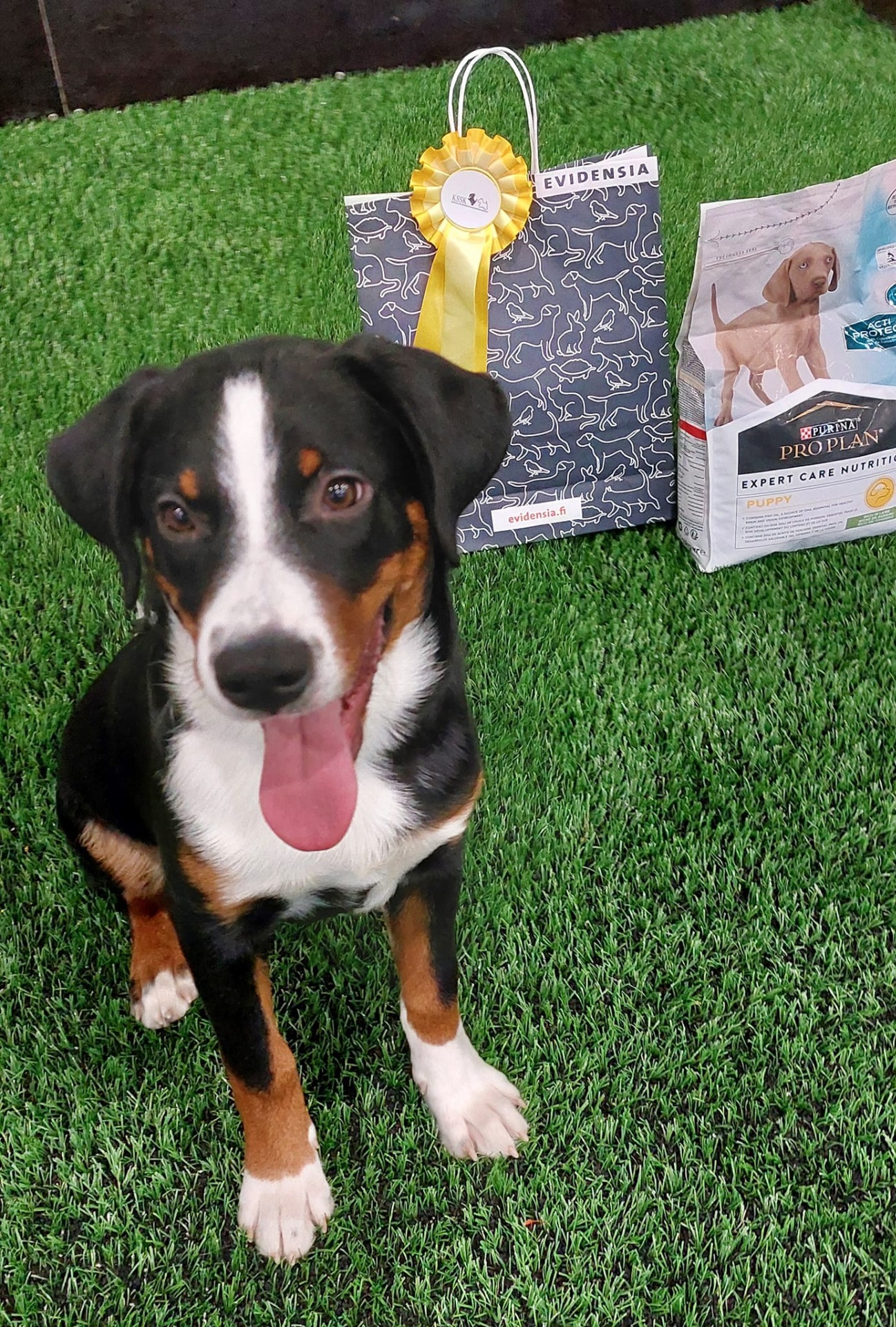 Pate isot pennut SIN3