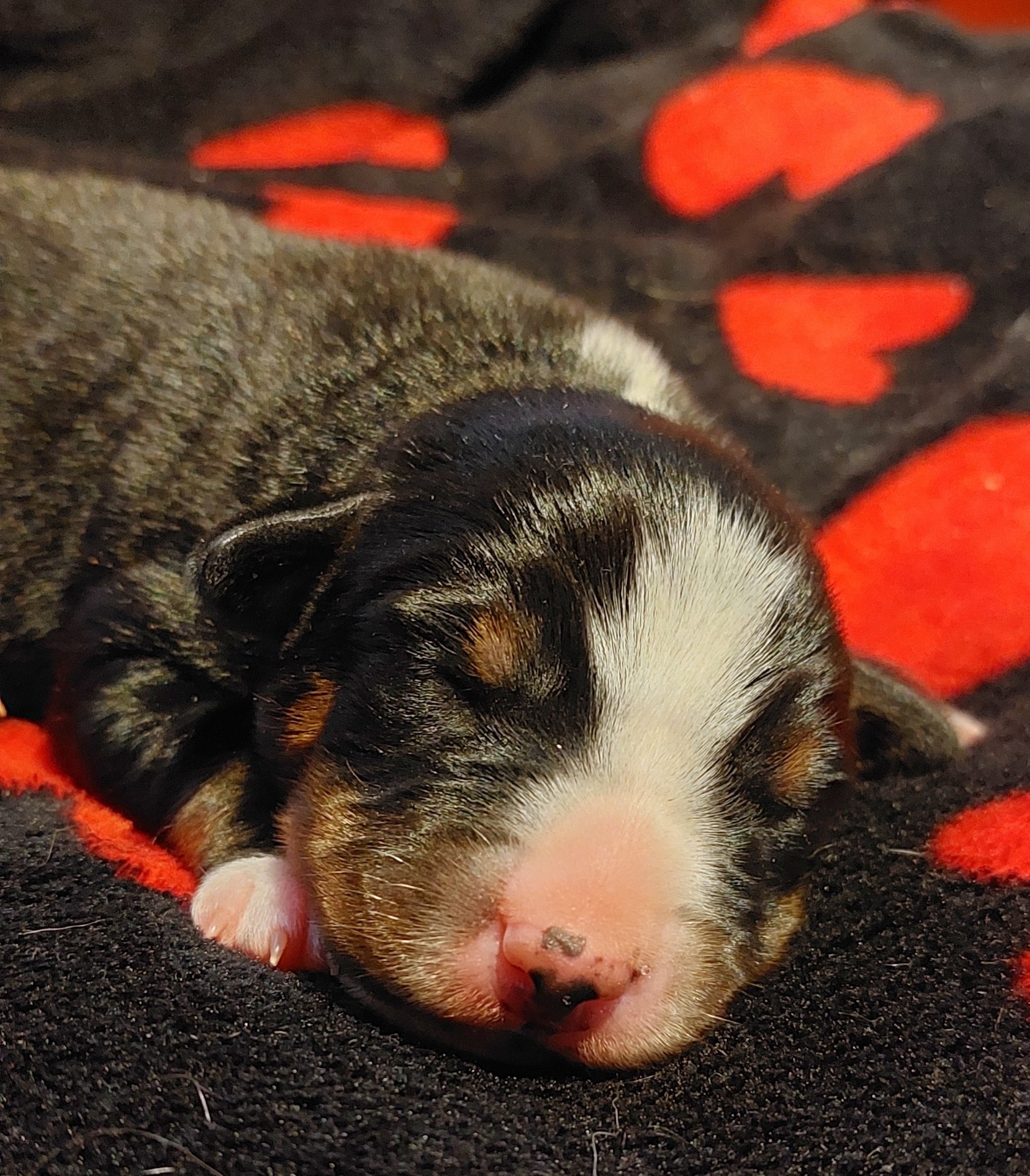 Alppikellon Kaisla 1 vk